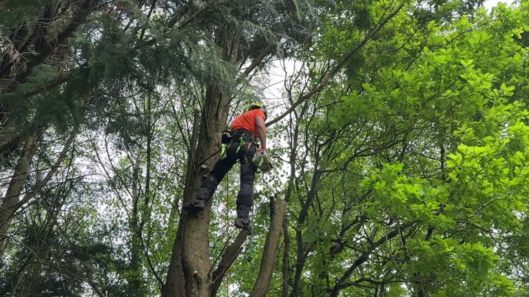 Best Utility Line Clearance  in Lely Resort, FL